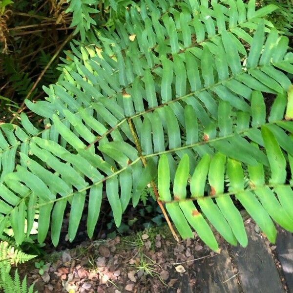 Osmunda regalis পাতা