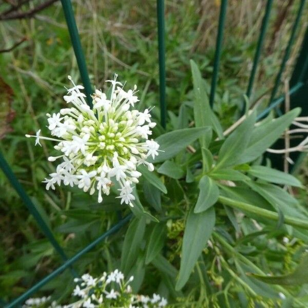 Valeriana rubra Virág