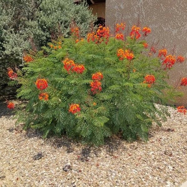 Caesalpinia pulcherrima Кветка