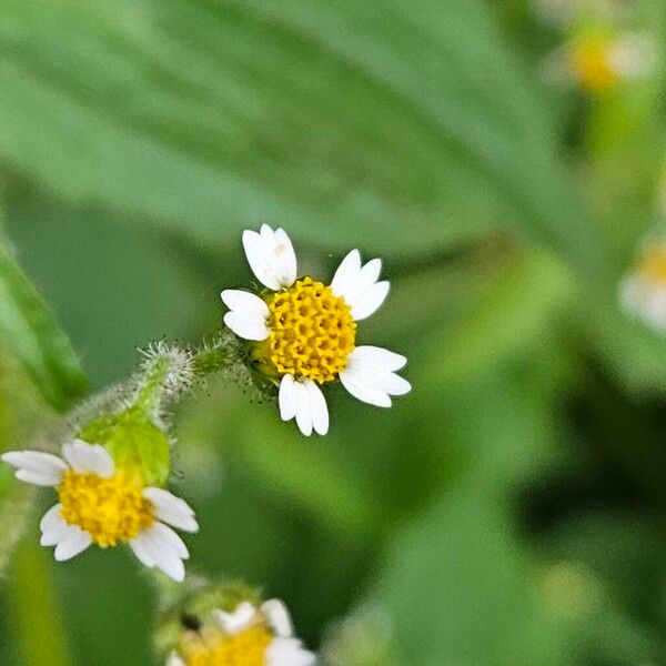 Galinsoga quadriradiata Floare