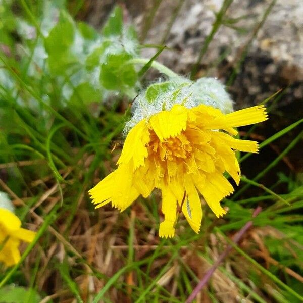 Hieracium villosum Kvet