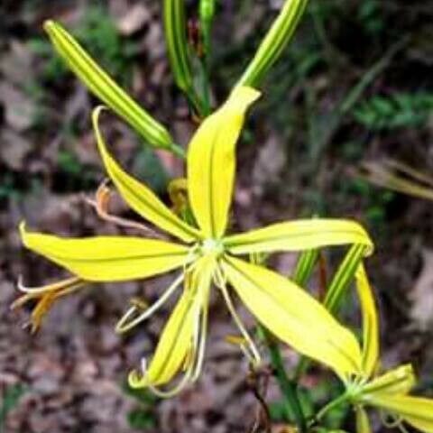 Asphodeline lutea Цвят