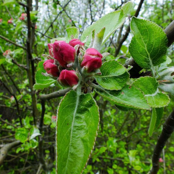 Malus pumila Květ