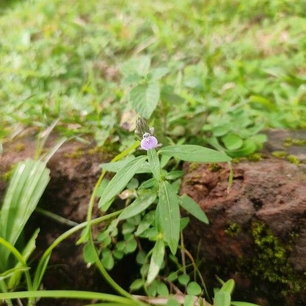 Rungia repens പുഷ്പം