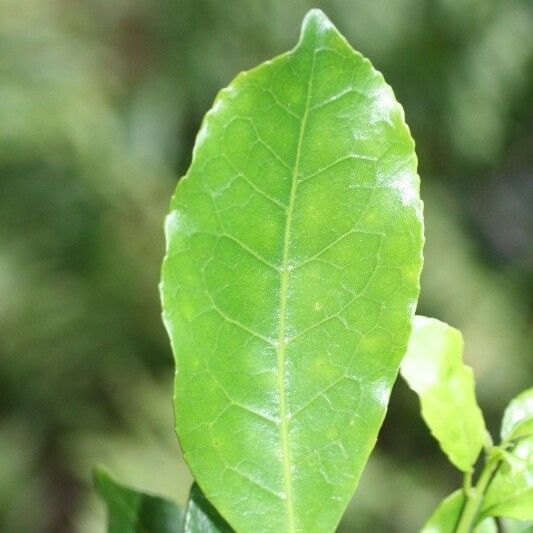 Claoxylon parviflorum Leaf