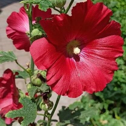 Alcea rosea Flower