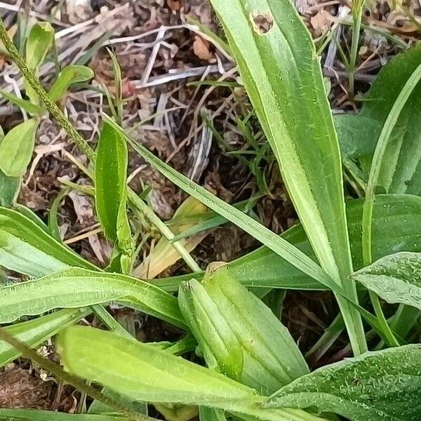 Plantago argentea Virág