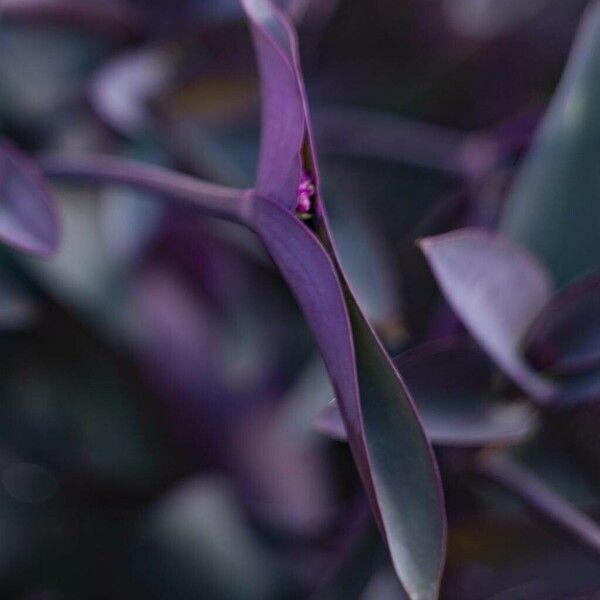 Tradescantia pallida പുഷ്പം