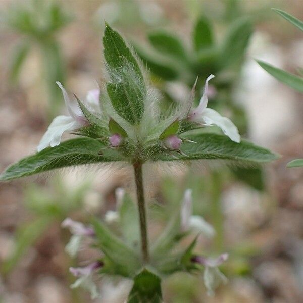 Sideritis romana 樹皮