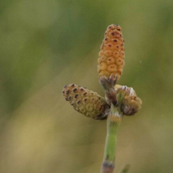 Equisetum ramosissimum Flower