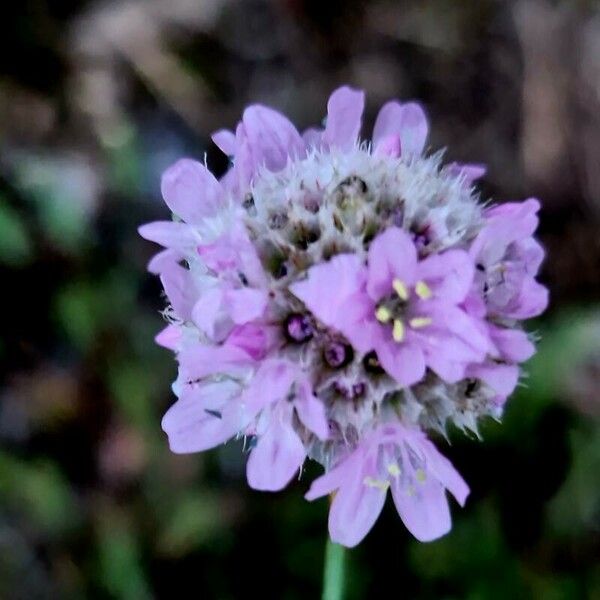 Armeria arenaria Fleur