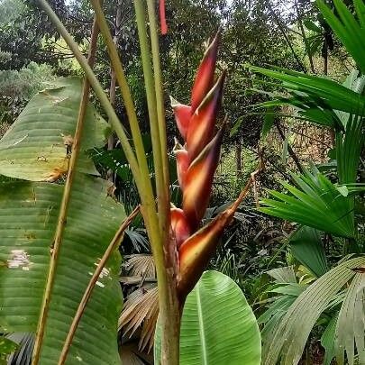 Heliconia latispatha Virág