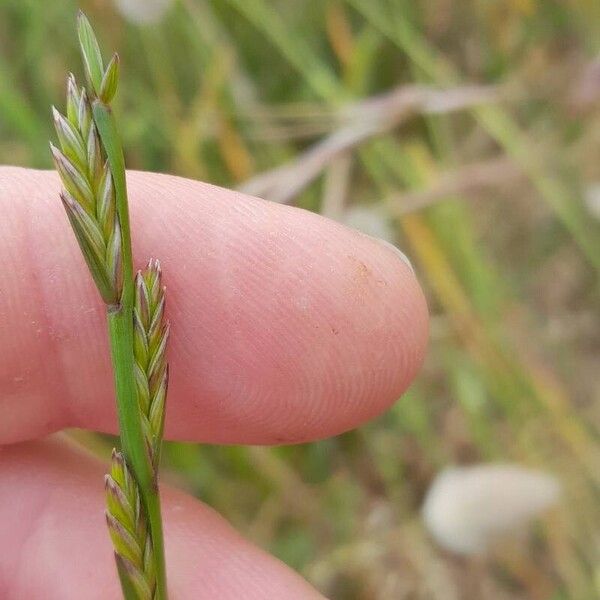 Lolium rigidum Квітка