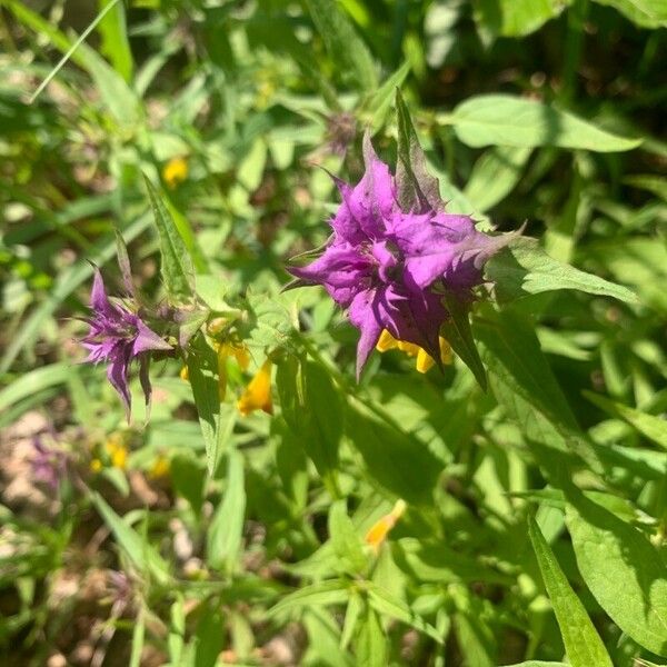 Melampyrum nemorosum Flower