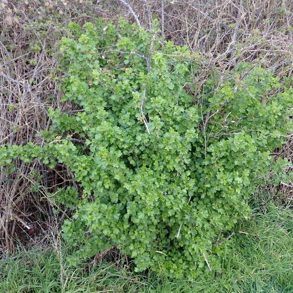 Ribes uva-crispa Habitat