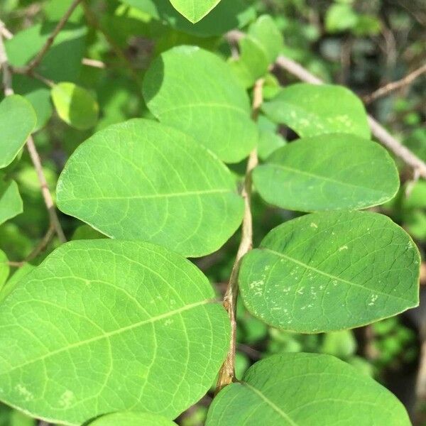 Flueggea virosa Leaf