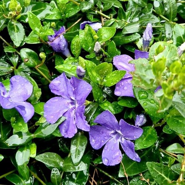 Vinca minor ᱛᱟᱦᱮᱸ