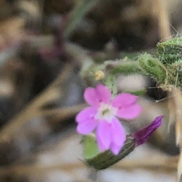 Dianthus nudiflorus Flower