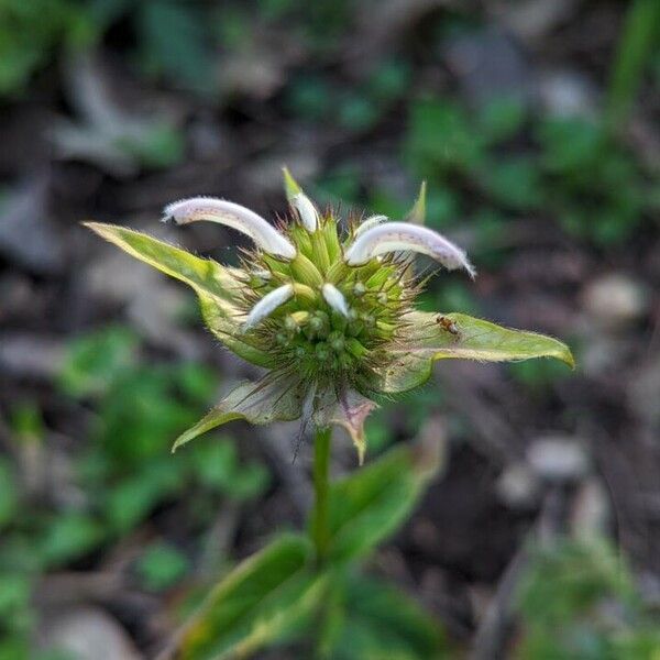 Monarda clinopodia Kukka