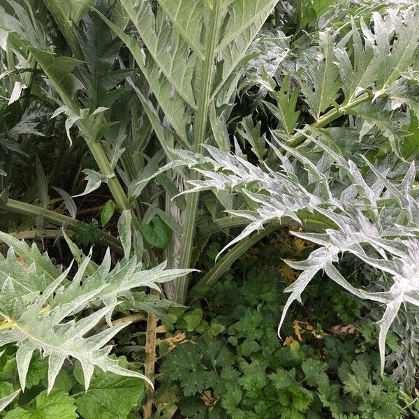 Cynara cardunculus Liść