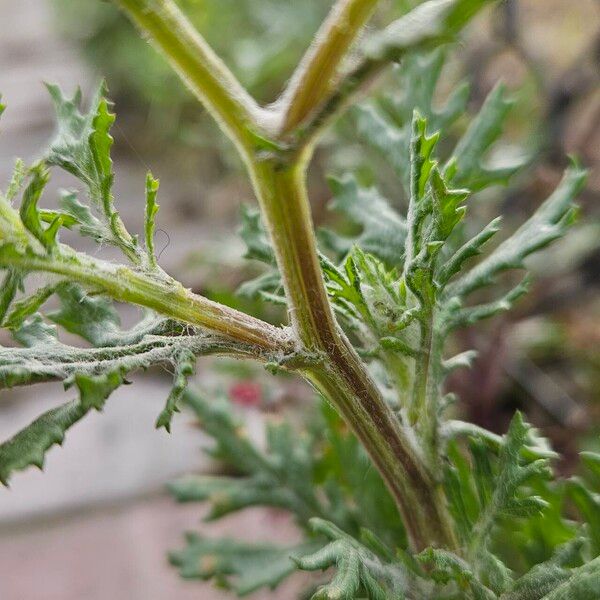 Senecio squalidus Kůra