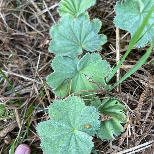 Alchemilla xanthochlora Leaf