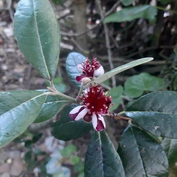 Acca sellowiana Flower