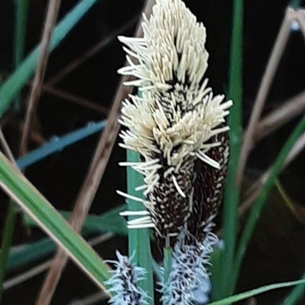 Carex acutiformis Blomma