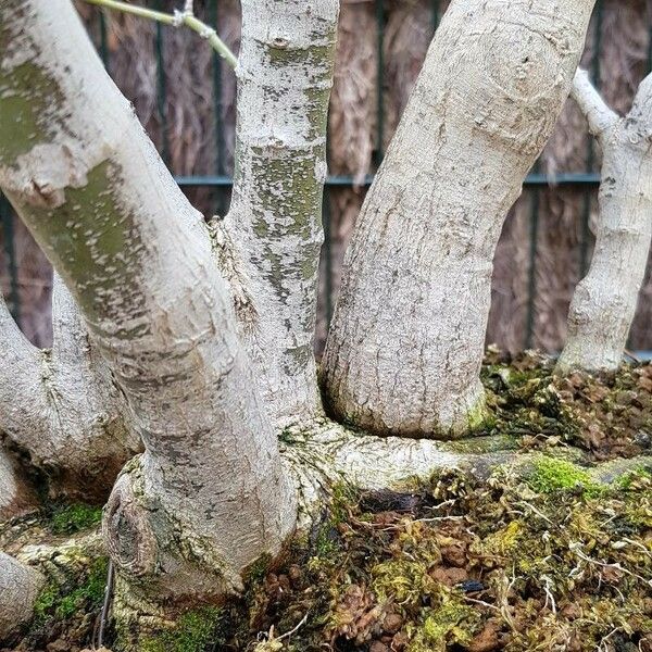 Acer palmatum кора