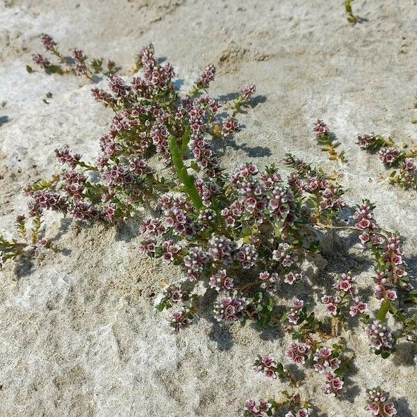 Lysimachia maritima Bloem