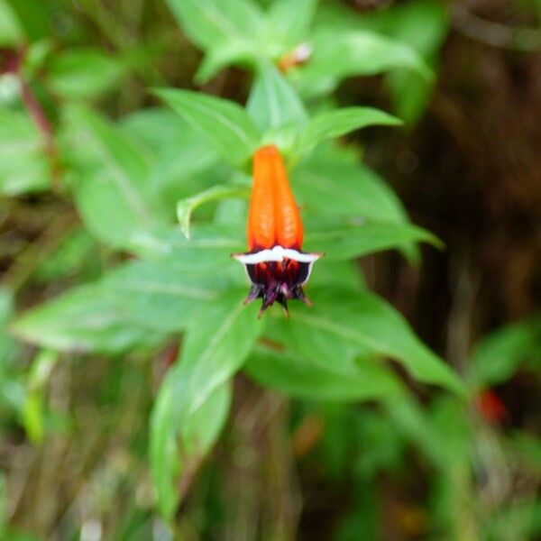 Cuphea ignea Flower