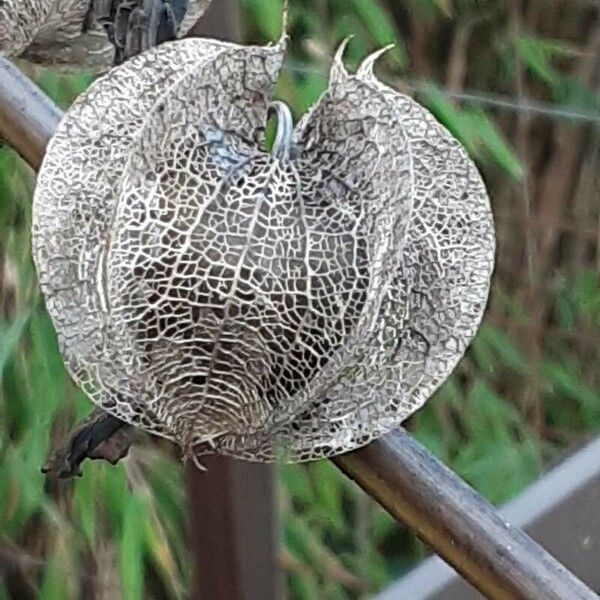 Nicandra physalodes 果實