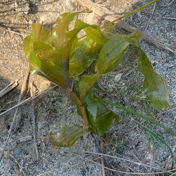 Potamogeton perfoliatus Foglia