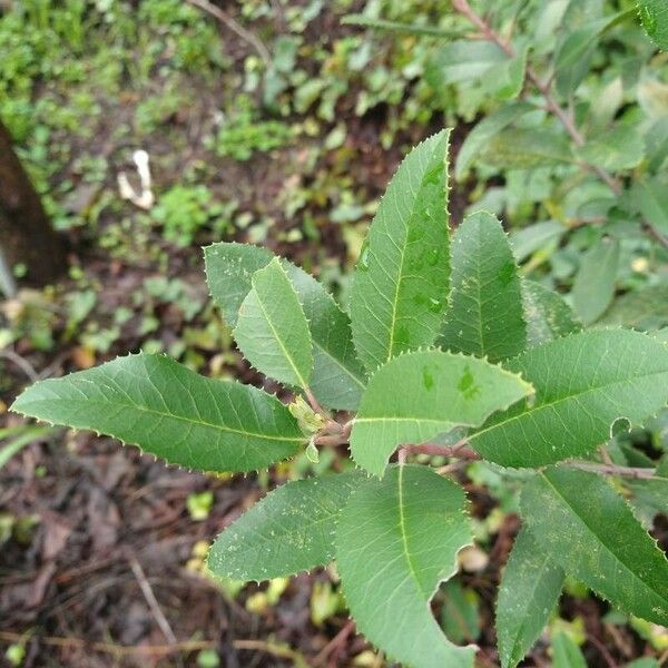 Photinia arbutifolia Leaf