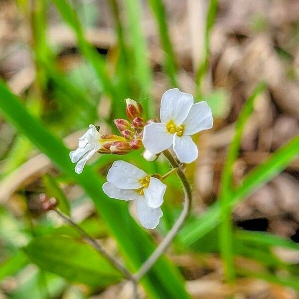 Arabidopsis arenosa Flower