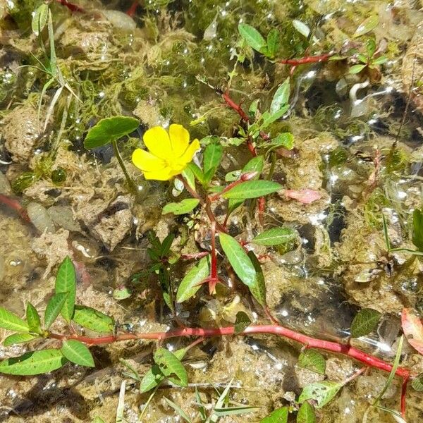 Ludwigia grandiflora Хабит