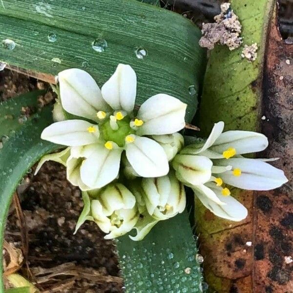 Allium chamaemoly Kvet