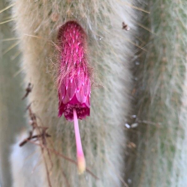 Cleistocactus strausii Flower