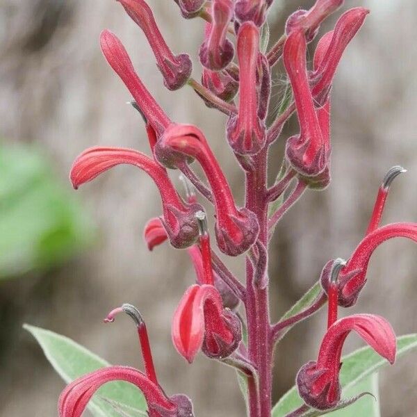 Lobelia tupa Flower