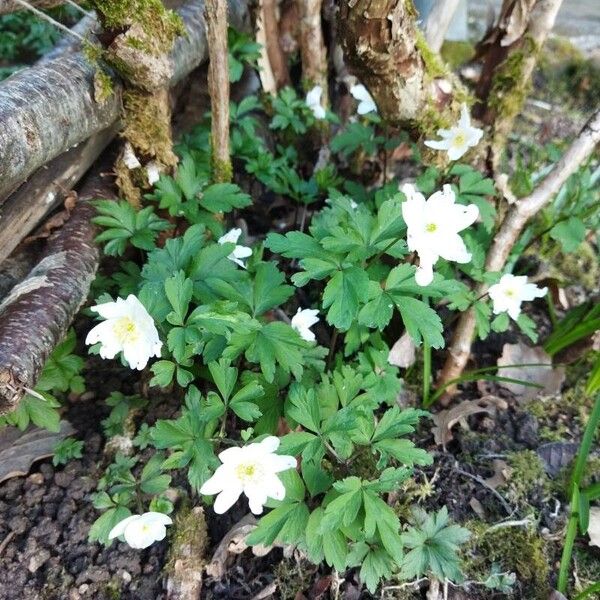 Anemonoides nemorosa Žiedas