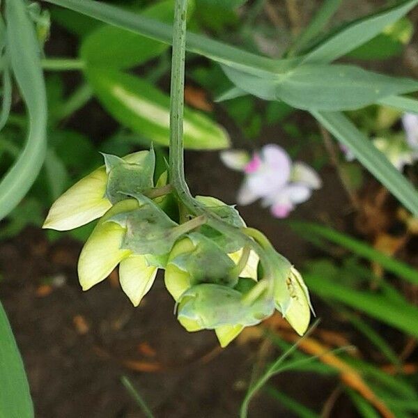 Lathyrus odoratus Blomma