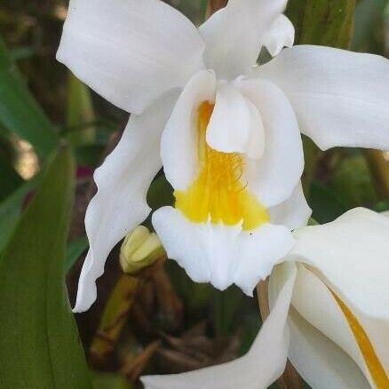 Coelogyne cristata Квітка