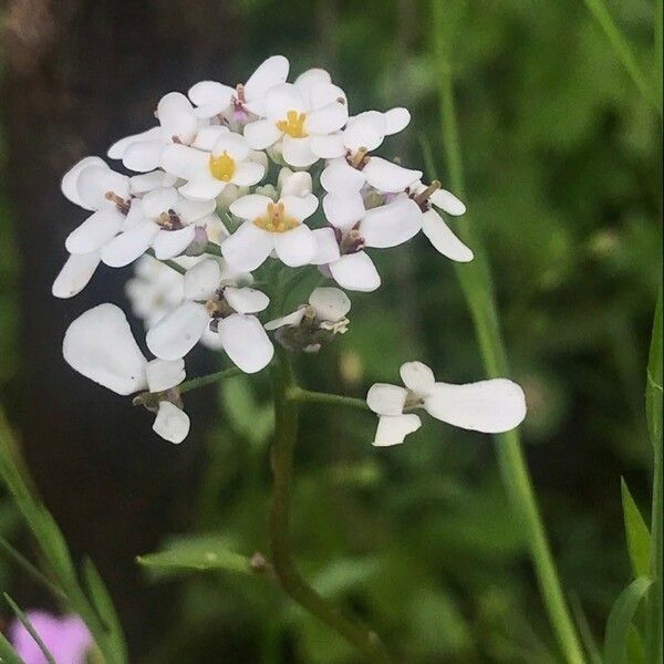 Iberis amara Bloem