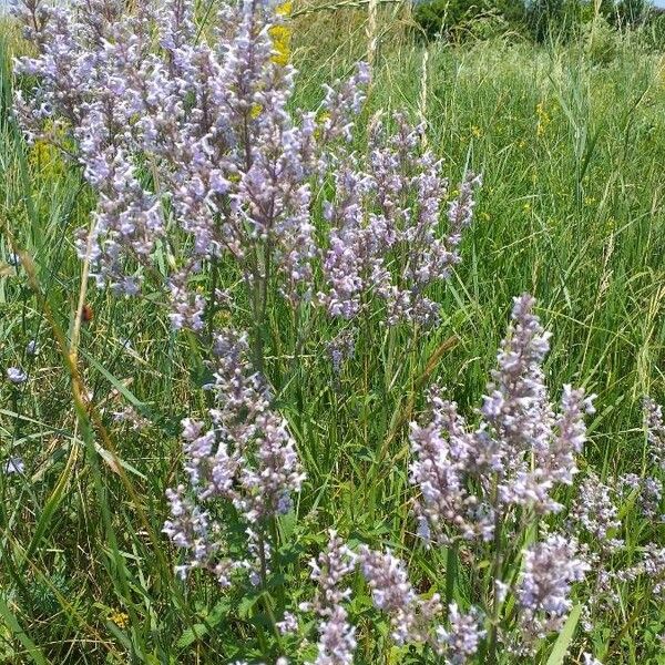 Nepeta nuda Цвят