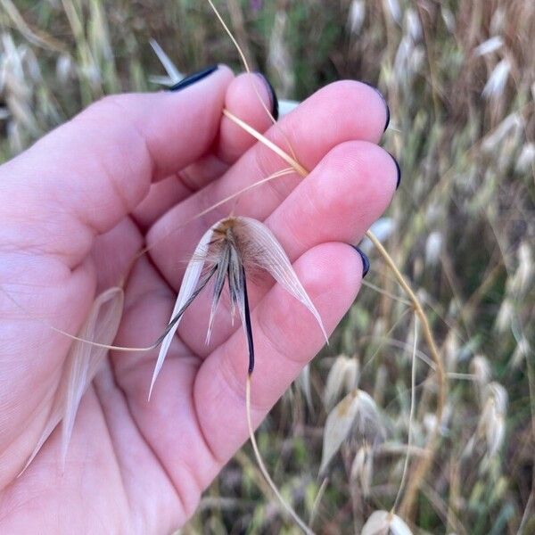 Avena sterilis Blomst