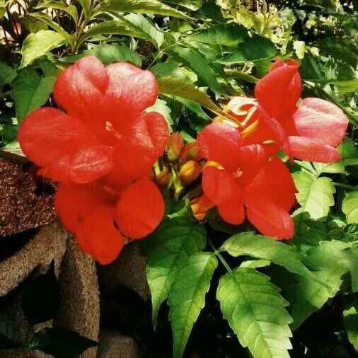 Campsis radicans फूल