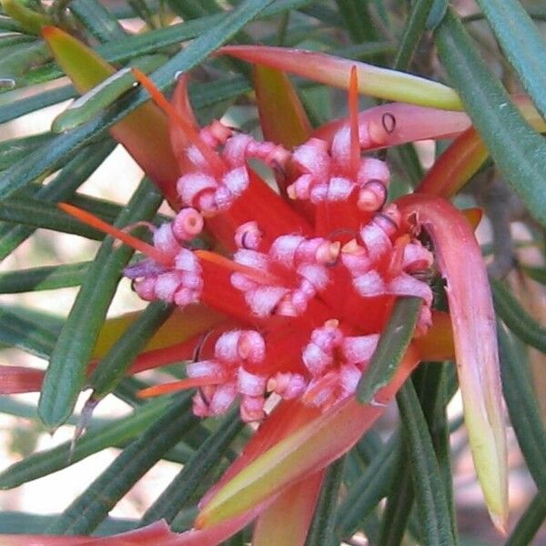 Grevillea banksii Кветка