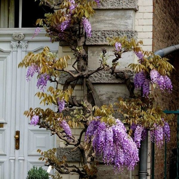 Wisteria sinensis आदत