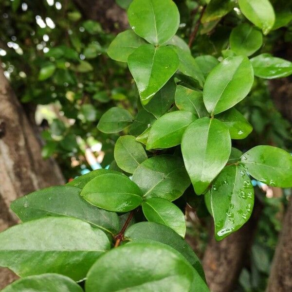 Eugenia uniflora Leaf