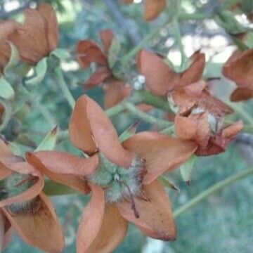 Dombeya acutangula ഫലം